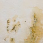 Qual è la causa della formazione di muffa sui muri?