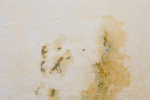 Qual è la causa della formazione di muffa sui muri?